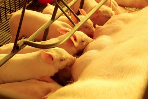 Granja de suínos Dinei Stuani. Toledo 06-2021. Foto: Ari Dias/AEN