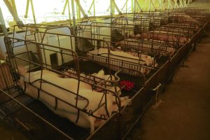 Granja de suínos Dinei Stuani. Toledo 06-2021. Foto: Ari Dias/AEN