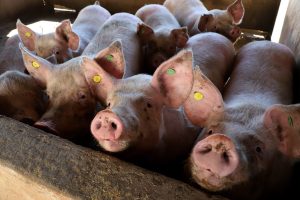 Granja de suínos Dinei Stuani. Toledo 06-2021. Foto: Ari Dias/AEN