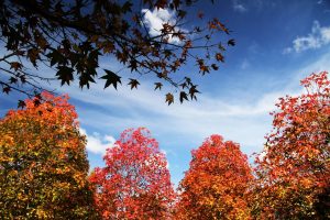 Outono em Curitiba. Posque do Papa.
Foto: José Fernando Ogura
