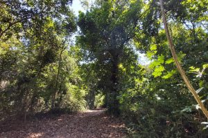 Plataforma do Estado simula os repasses de ICMS Ecológico por Unidades de Conservação -  Curitiba, 16/02/2022