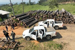 Com rigor na fiscalização, Paraná aumentou o número de multas por desmatamento ilegal