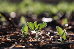 Palotina - 28-10-2020 - Lavoura de soja na região Oeste do Paraná -Foto : Jonathan Campos / AEN