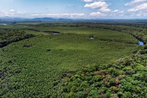 Paraná mais verde: Estado apresentou queda de 73% no desmatamento ilegal da Mata Atlântica entre 2023 e 2024.