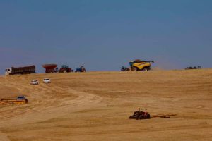 Colheita de trigo no sudoeste