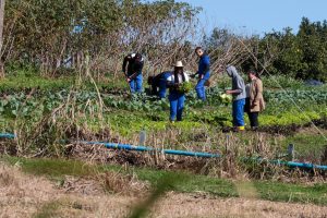 Centro Estadual de Educacao Profissional Agricola da Lapa