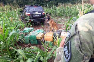 As diversas operações integradas, ações ostensivas, de patrulhamento, de investigação e de fiscalização desencadeadas pelas forças de segurança pública do Paraná resultaram na apreensão de 219 toneladas de drogas nos primeiros nove meses de 2021. - Curitiba, 02/12/2021