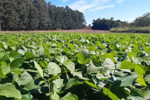 O IDR-Paraná (Instituto de Desenvolvimento Rural do Paraná — Iapar-Emater) lança a cultivar de feijão IPR Cardeal, em dia de campo no polo de pesquisa de Pato Branco (Sudoeste do Estado).