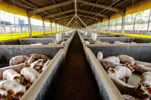 Medianeira, 16 de maio de 2024 - Usina de BioGás - produção de energia gerada a partir, neste caso, dos dejetos de suínos -, em Medianeira, região oeste do Paraná.