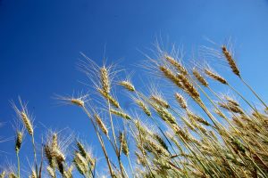 Plantação de trigo. Irati 12/10/2019 Foto:Jaelson Lucas / AEN