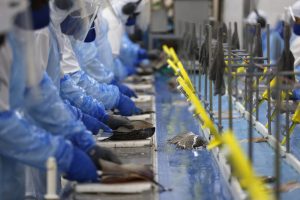 Nova Aurora - 09-10-2020 - Cooperativa Copacol - Abate de Tilapia  - Foto : Jonathan Campos / AEN