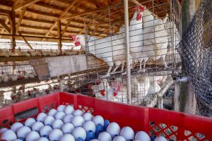Produção de ovo - Granja feliz
Dirceu Pontalti Cortez
Arapongas-Pr
Gilson Abreu/AEN
