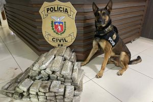 1651599403-policia-apreende-maconha-cao-farejador