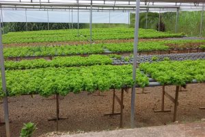 Dois Vizinhos sedia II Hortec e XVI Seminário Estadual de Meliponicultura -