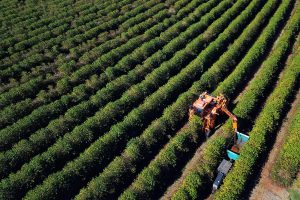 Plantação de café em Carlópolis. 07/2021 . Foto: José Fernando Ogura/AEN