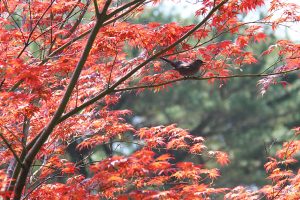 Outono começa quente e terá chuvas um pouco acima da média.
Foto: José Fernando Ogura