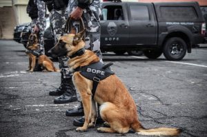 A eficácia dos serviços executados pela Companhia de Operações com Cães (COC) do Batalhão de Operações Especiais (BOPE) da Polícia Militar do Paraná (PMPR) elevou os números de apreensões de drogas e armas de fogos nos últimos 16 meses. De janeiro de 2020 até abril de 2021 foram apreendidas 74,2 toneladas de drogas e 234 armas de fogo com emprego dos cães policiais nas operações, aumento de 1.225% e 65,9%, respectivamente, ao comparar com o ano de 2019.   -  Curitiba, 07/05/2021  -  Foto: Polícia Militar do Paraná/SESP/PR
