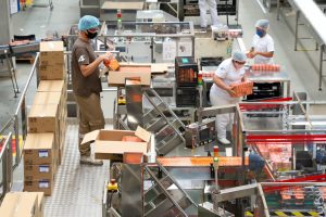 Vice Governador Darci Piana  Visita Fabrica de Chá Leão em Fazenda Rio Grande.