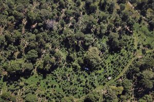 Produção de Erva Mate em São Mateus do Sul. Foto: José Fernando Ogura/ANPr - 01/2019