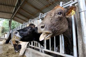 Campanha de vacinação febre aftosa. Campo Largo, 09/05/2019 Foto:Jaelson Lucas / ANPr