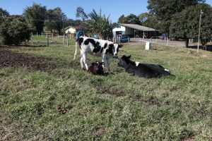 Centro Estadual de Educacao Profissional Agricola da Lapa