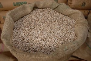 O Paraná é o maior produtor nacional de feijão-preto e um dos principais no cultivo de outras variedades do grão, que tem presença obrigatória no prato dos brasileiros. O Governo do Estado investiu no melhoramento genético para aumentar a rentabilidade do produto e a produtividade das lavouras. O trabalho é feito pelo Instituto Agronômico do Paraná (Iapar). São 39 cultivares já registradas, resultado de anos de pesquisas e cruzamentos genéticos. A mais recente, o feijão-preto IPR Urutau, foi lançada em abril, durante evento em Ponta Grossa.   -  04/07/2019  -  Foto: Divulgação Iapar