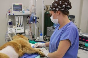 28062019 - MedVet - Hospital Veterinário Videocirurgia - Ariel Tavares (45)