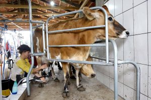 Campanha de vacinação febre aftosa. Campo Largo, 09/05/2019 Foto:Jaelson Lucas / ANPr
