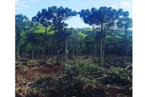 Denúncias anônimas via Disque-Denúncia 181 leva à prisão de dois suspeitos de desmatamento  -