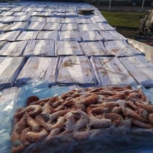 WhatsApp Image 2022-08-11 at 09.04.14