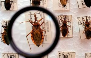 Estudos e amostragem do Barbeiro, transmissor da doença de chagas.