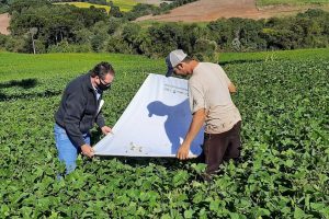 Software que auxilia no controle de pragas e doenças
 da soja será expandido para as lavouras de feijão.  -  Foto: IDR