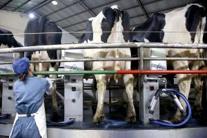 Gado leiteiro. Carambeí,12/09/2019 Foto:Jaelson Lucas / AEN