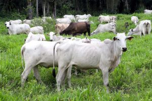 Morretes - Criação de gado.
Morretes, 17-01-20.
Foto: Arnaldo Alves / AEN.