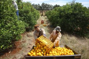 Plantação de laranjas. Nova América da Colina,09/10/2019 Foto:Jaelson Lucas / AEN