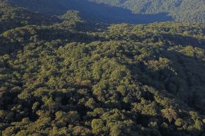 07/2019 - Serra do Mar. Foto: José Fernando Ogura/ANPr