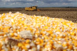 CASCAVEL/PR - 16-02-2011 - Plantação e colheita de milho no interior de Cascavel. Foto Jonas Oliveira