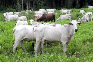 Morretes - Criação de gado.
Morretes, 17-01-20.
Foto: Arnaldo Alves / AEN.