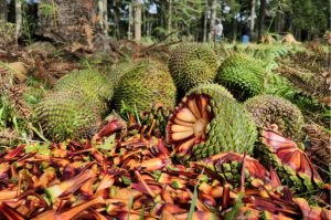 pinhao_2_governo_de_santa_catarina