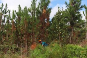 pinus_pg_10