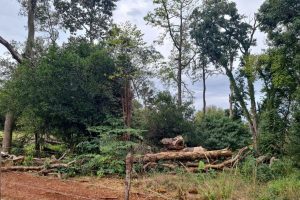 Fiscais do Instituto Água e Terra (IAT) detectaram 245,42 hectares de vegetação nativa retirada ilegalmente e emitiram 167 Autos de Infração Ambiental no Sudoeste do Paraná