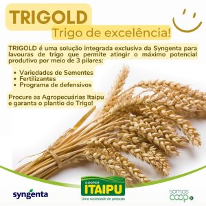 trigo