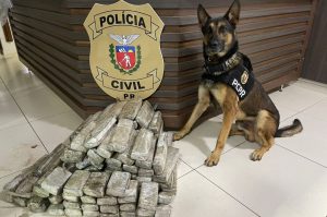 Ações com cães policiais da PCPR apreenderam mais de 10 toneladas de drogas em 2022 -